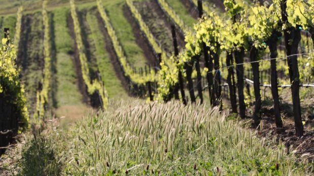 Jordan Vineyard & Winery - Image 1 Jordan Vineyard & Winery - Image 1